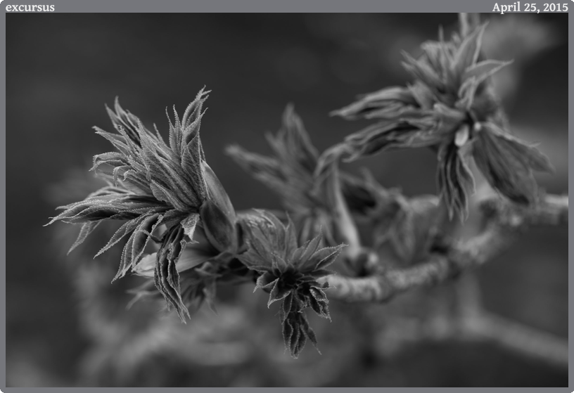 excursus, taken 2015-04-25 || Canon Canon EOS 6D | 100mm | 1/80s @ f/5
