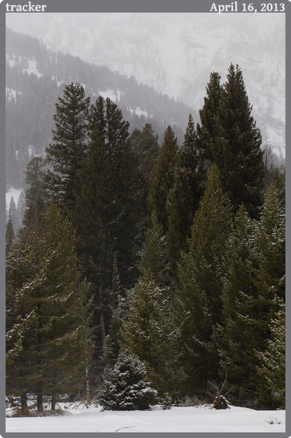 tracker, taken 2013-04-16 || Canon Canon EOS REBEL T2i | 100mm | 1/400s @ f/6.3