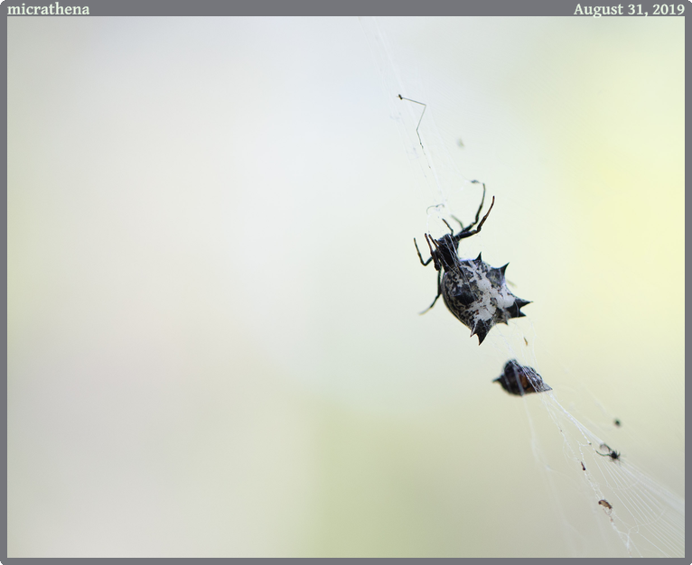 micrathena, taken 2019-08-31 || Canon Canon EOS 6D | 100mm | 1/250s @ f/2.8