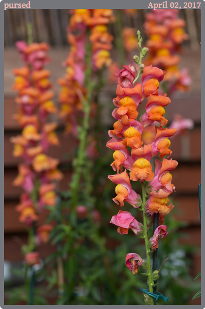 pursed, taken 2017-04-02 || Canon Canon EOS 6D | 100mm | 1/160s @ f/5.6