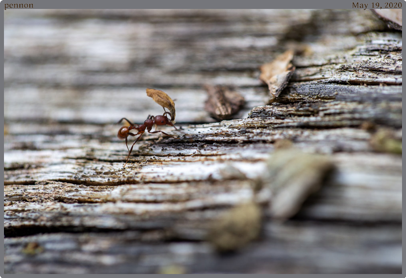 pennon, taken 2020-05-19 || Canon Canon EOS 6D | 100mm | 1/160s @ f/3.2
