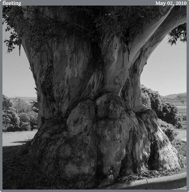 fleeting, taken 2010-05-02 || Canon Canon EOS REBEL T2i | 18mm | 1/200s @ f/5.6