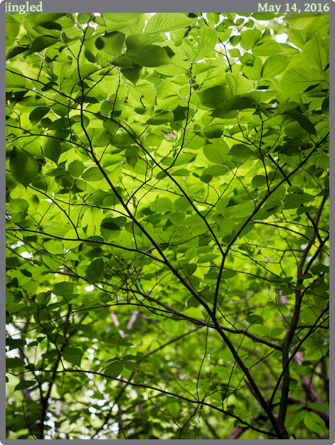 jingled, taken 2016-05-14 || Canon Canon EOS 6D | 50mm | 1/160s @ f/3.2
