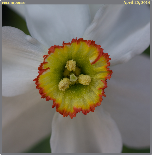 recompense, taken 2014-04-20 || Canon Canon EOS REBEL T2i | 100mm | 1/25s @ f/5