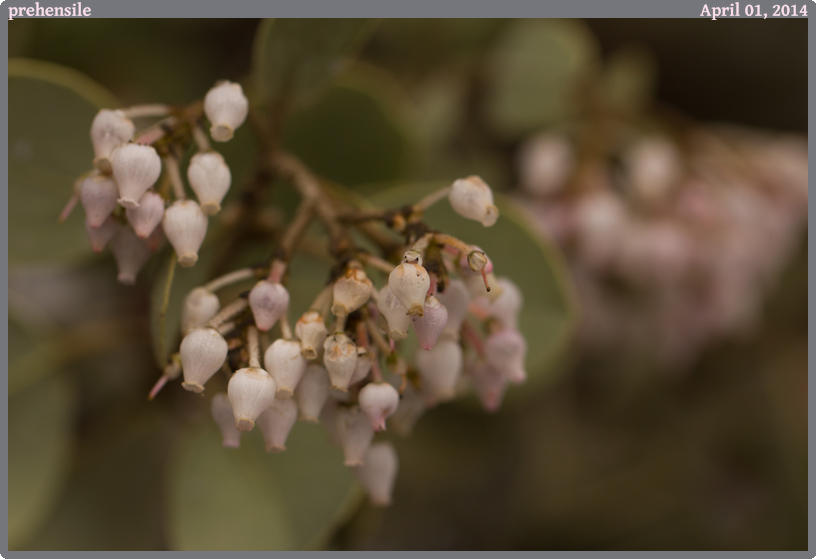 prehensile, taken 2014-04-01 || Canon Canon EOS REBEL T2i | 100mm | 1/250s @ f/4