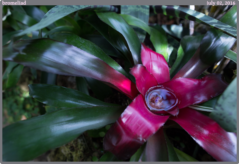 bromeliad, taken 2016-07-02 || Canon Canon EOS 6D | 24mm | 1/160s @ f/3.5