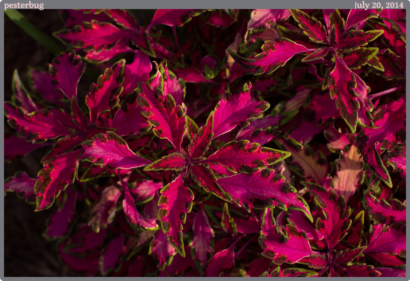 pesterbug, taken 2014-07-20 || Canon Canon EOS REBEL T2i | 50mm | 1/160s @ f/7.1