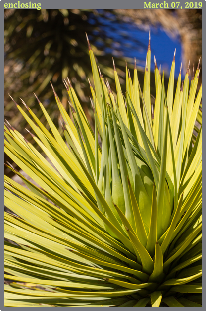 enclosing, taken 2019-03-07 || Canon Canon EOS REBEL T2i | 100mm | 1/125s @ f/11