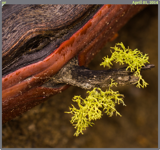 or, taken 2014-04-01 || Canon Canon EOS REBEL T2i | 100mm | 1/80s @ f/2.8