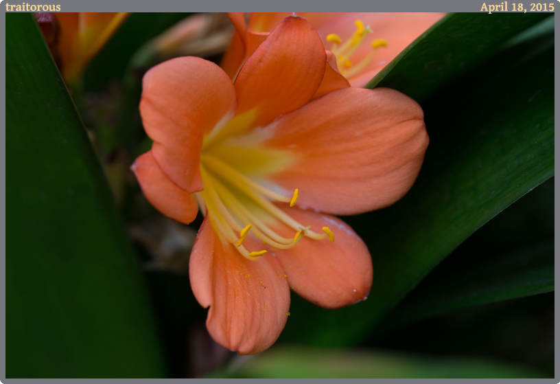 traitorous, taken 2015-04-18 || Canon Canon EOS 6D | 100mm | 1/50s @ f/5.6