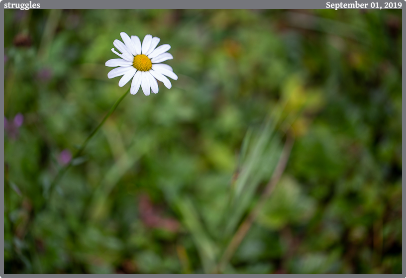 struggles, taken 2019-09-01 || Canon Canon EOS 6D | 100mm | 1/320s @ f/2.8