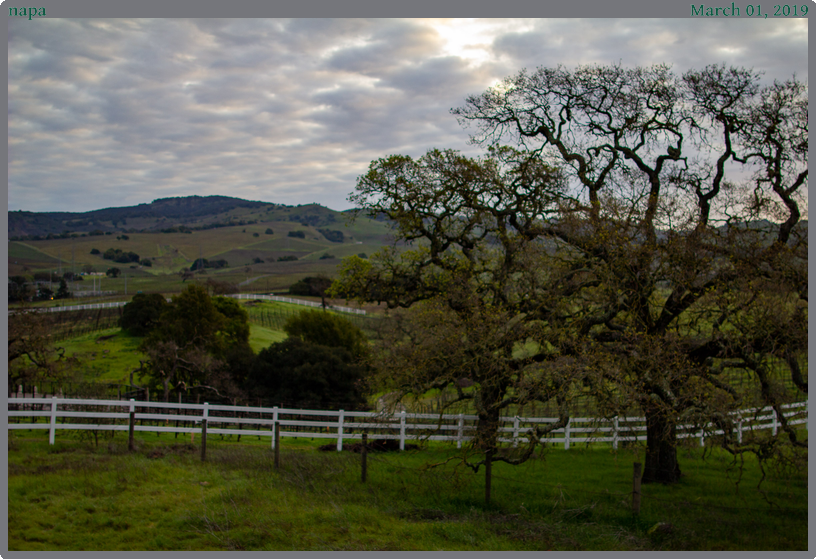 napa, taken 2019-03-01 || Canon Canon EOS REBEL T2i | 24mm | 1/400s @ f/1.6