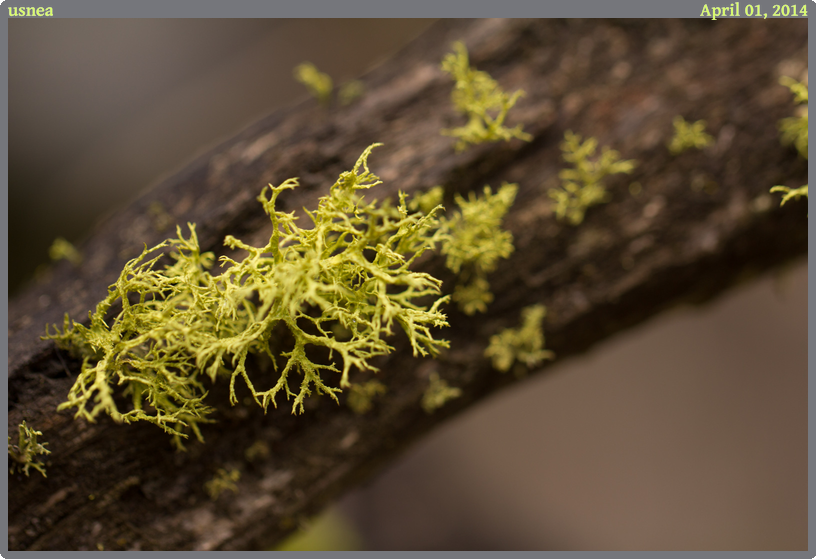 usnea, taken 2014-04-01 || Canon Canon EOS REBEL T2i | 100mm | 1/125s @ f/2.8