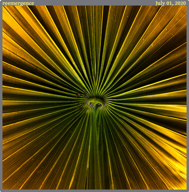 reemergence, taken 2020-07-01 || Canon Canon EOS REBEL T2i | 10mm | 1/25s @ f/5