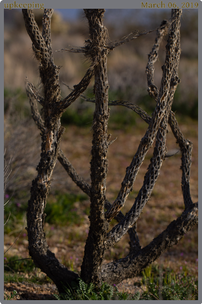 upkeeping, taken 2019-03-06 || Canon Canon EOS REBEL T2i | 100mm | 1/800s @ f/5
