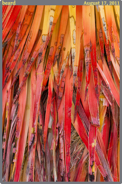 beard, taken 2011-08-17 || Canon Canon EOS REBEL T2i | 100mm | 1/30s @ f/11