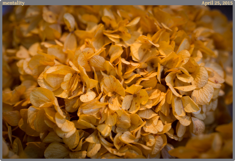 mentality, taken 2015-04-25 || Canon Canon EOS 6D | 100mm | 1/30s @ f/4