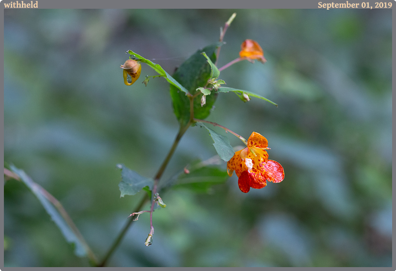 withheld, taken 2019-09-01 || Canon Canon EOS 6D | 100mm | 1/80s @ f/8