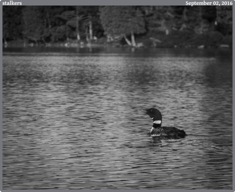 stalkers, taken 2016-09-02 || Canon Canon EOS 6D | 100mm | 1/400s @ f/6.3
