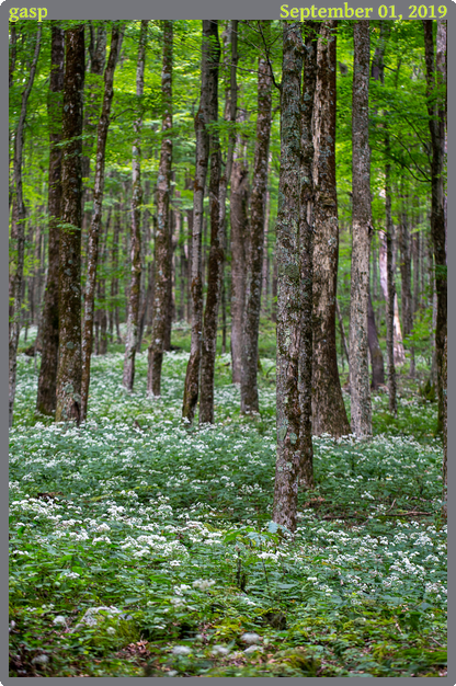 gasp, taken 2019-09-01 || Canon Canon EOS 6D | 100mm | 1/50s @ f/3.5
