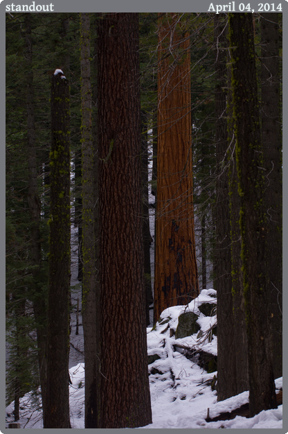 standout, taken 2014-04-04 || Canon Canon EOS REBEL T2i | 100mm | 1/80s @ f/6.3