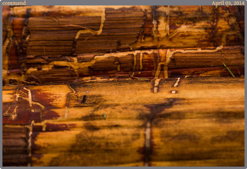 command, taken 2014-04-03 || Canon Canon EOS REBEL T2i | 100mm | 1/200s @ f/3.2