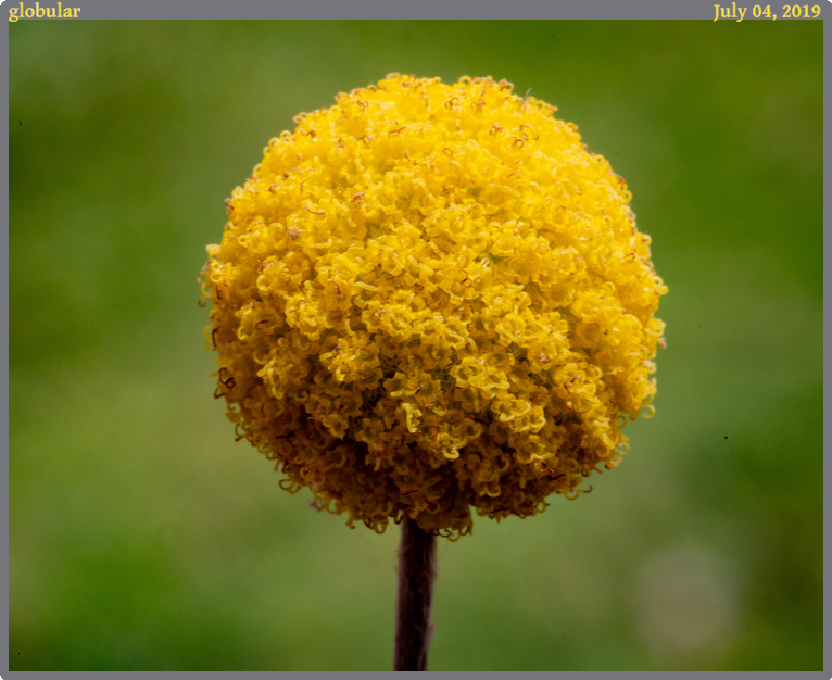 globular, taken 2019-07-04 || Canon Canon EOS 6D | 100mm | 1/40s @ f/22