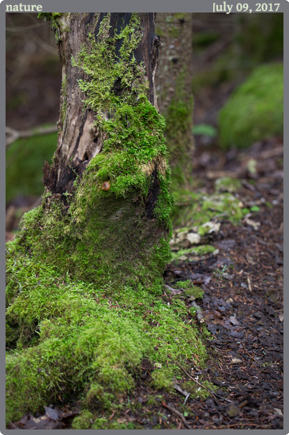 nature, taken 2017-07-09 || Canon Canon EOS 6D | 100mm | 1/30s @ f/4