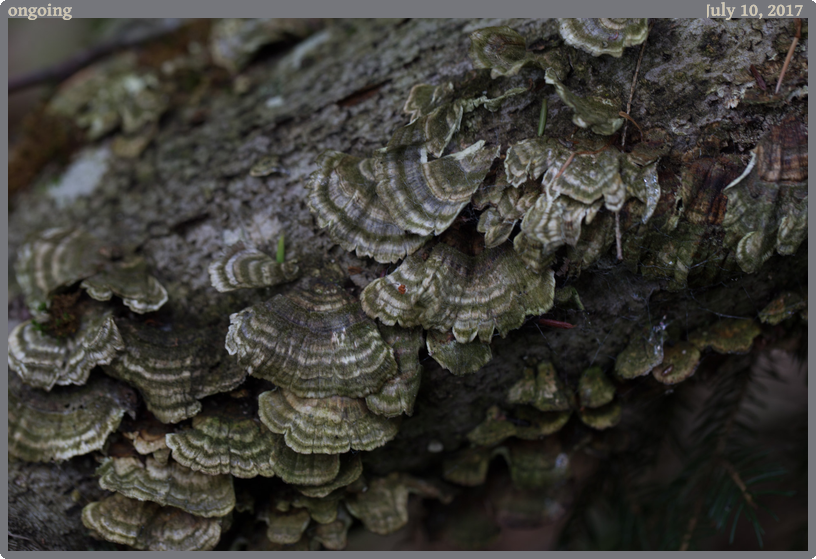 ongoing, taken 2017-07-10 || Canon Canon EOS 6D | 100mm | 1/30s @ f/5