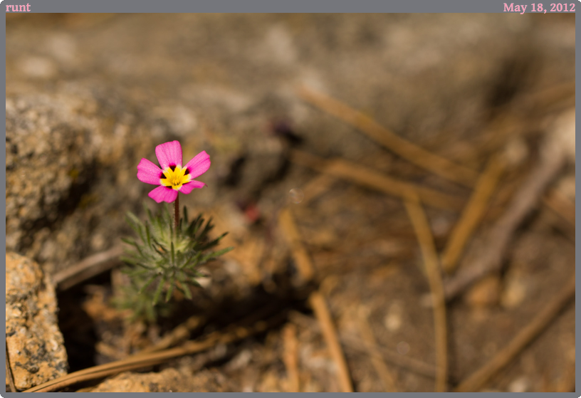 runt, taken 2012-05-18 || Canon Canon EOS REBEL T2i | 100mm | 1/1250s @ f/4