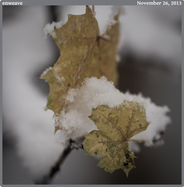 enweave, taken 2013-11-26 || Canon Canon EOS REBEL T2i | 100mm | 1/640s @ f/2.8