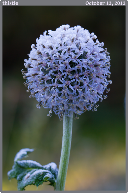 thistle, taken 2012-10-13 || Canon Canon EOS REBEL T2i | 100mm | 1/20s @ f/7.1