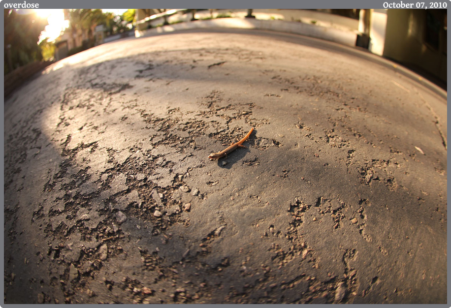 overdose, taken 2010-10-07 || Canon Canon EOS REBEL T2i | 10mm | 1/250s @ f/2.8