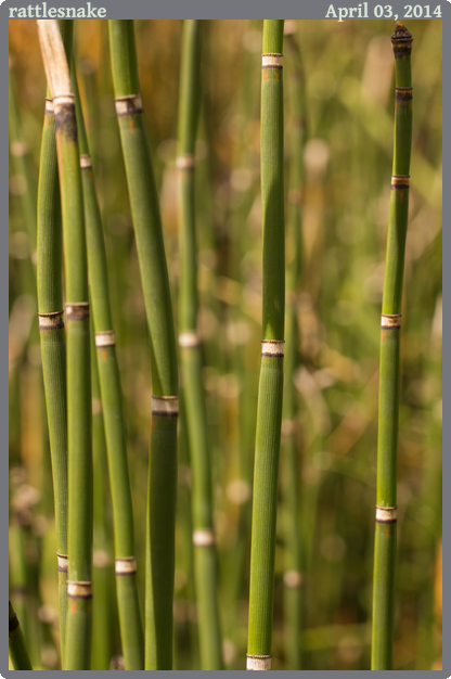 rattlesnake, taken 2014-04-03 || Canon Canon EOS REBEL T2i | 100mm | 1/80s @ f/8