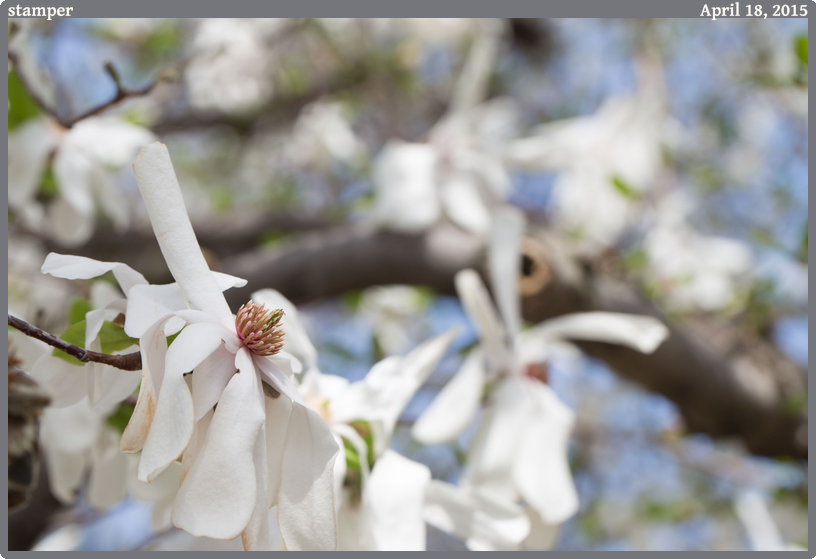 stamper, taken 2015-04-18 || Canon Canon EOS 6D | 100mm | 1/80s @ f/10
