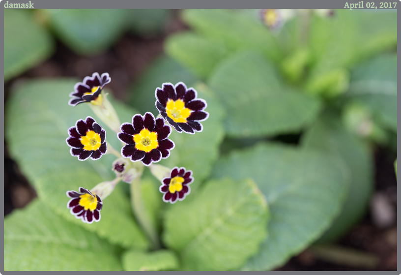 damask, taken 2017-04-02 || Canon Canon EOS 6D | 100mm | 1/160s @ f/4.5
