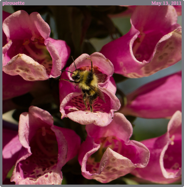 pirouette, taken 2011-05-13 || Canon Canon EOS REBEL T2i | 100mm | 1/1250s @ f/7.1