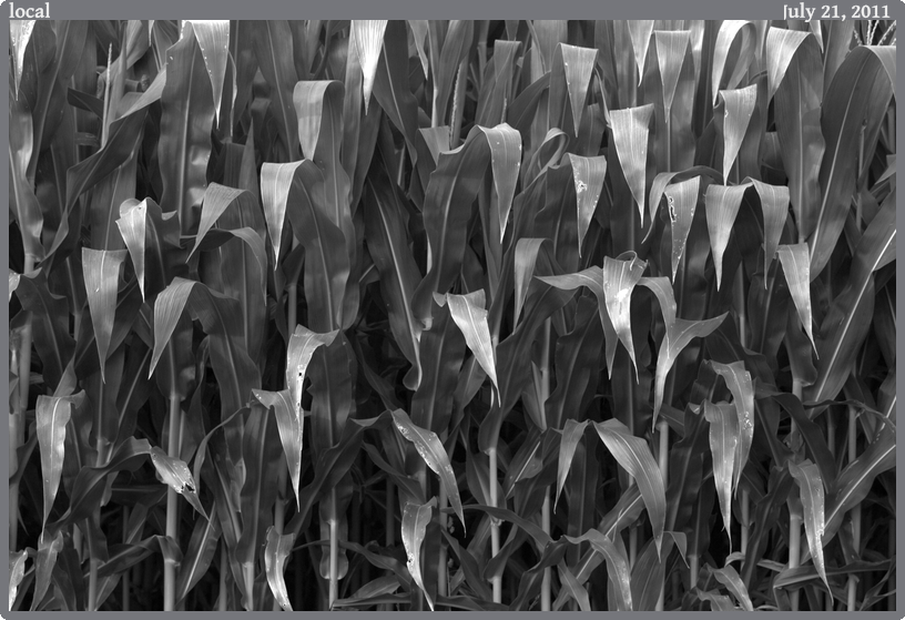 local, taken 2011-07-21 || Canon Canon EOS REBEL T2i | 100mm | 1/60s @ f/5