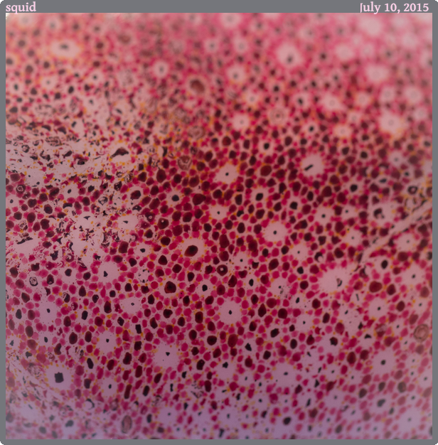 squid, taken 2015-07-10 || Canon Canon EOS 6D | 100mm | 1/80s @ f/2.8