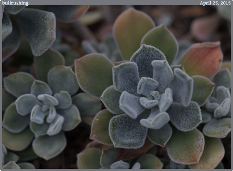 bullrushing, taken 2015-04-25 || Canon Canon EOS 6D | 100mm | 1/125s @ f/4