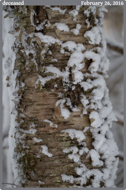 deceased, taken 2016-02-26 || None None | None | None @ None