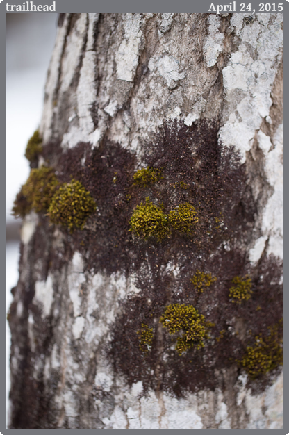 trailhead, taken 2015-04-24 || Canon Canon EOS 6D | 100mm | 1/125s @ f/2.8