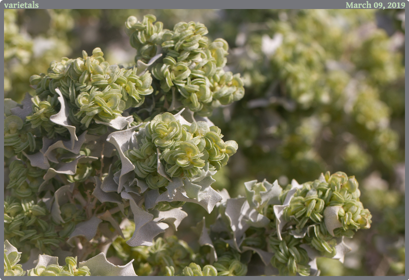 varietals, taken 2019-03-09 || Canon Canon EOS REBEL T2i | 100mm | 1/160s @ f/10