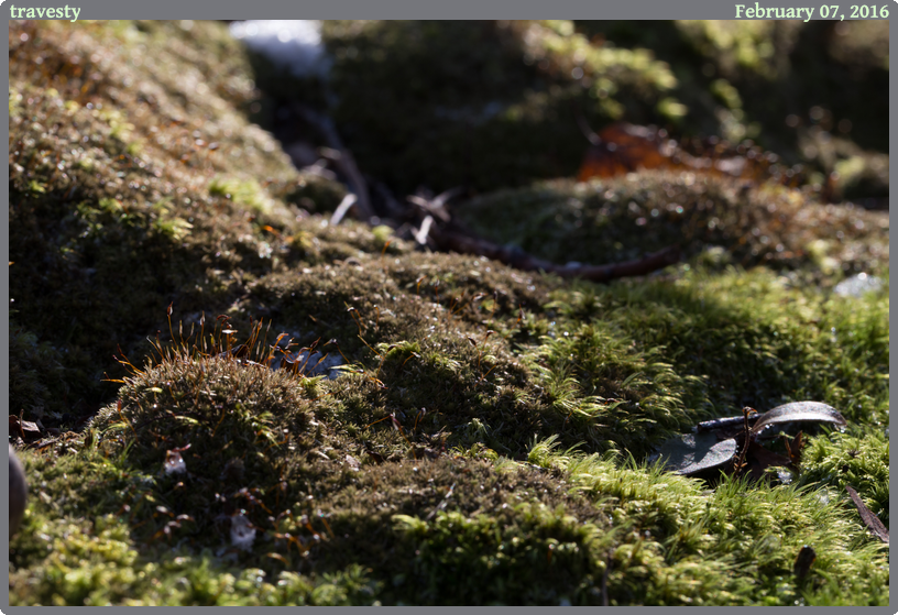 travesty, taken 2016-02-07 || None None | None | None @ None