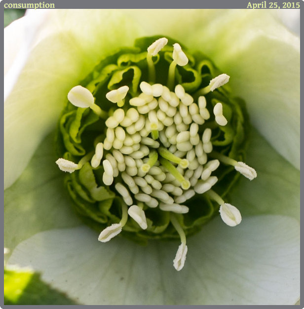 consumption, taken 2015-04-25 || Canon Canon EOS 6D | 100mm | 1/80s @ f/5