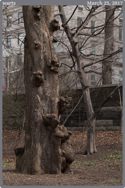 warts, taken 2017-03-25 || Canon Canon EOS 6D | 100mm | 1/200s @ f/8