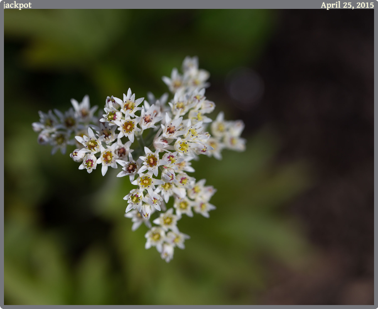 jackpot, taken 2015-04-25 || Canon Canon EOS 6D | 100mm | 1/320s @ f/5