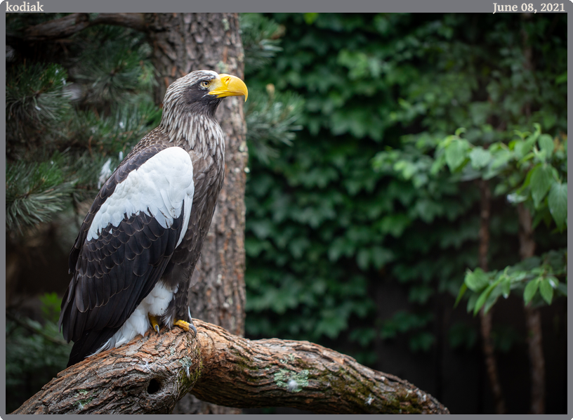 kodiak, taken 2021-06-08 || Canon Canon EOS 6D | 100.0 | 1/100s @ 2.8
