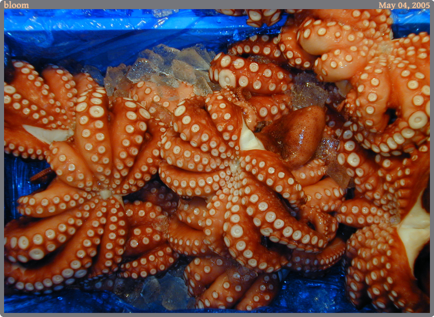 bloom, taken 2005-05-04 || NIKON E950 | 15.4 | 1/30s @ f/3.5