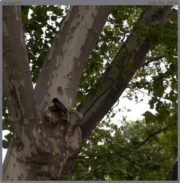 properly, taken 2019-07-04 || Canon Canon EOS 6D | 100mm | 1/125s @ f/11